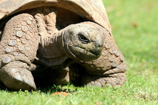 Seychellen-Riesenschildkröte Zoo Vivarium Darmstadt 2019