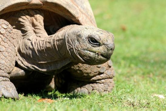 Seychellen-Riesenschildkröte Zoo Vivarium Darmstadt 2019