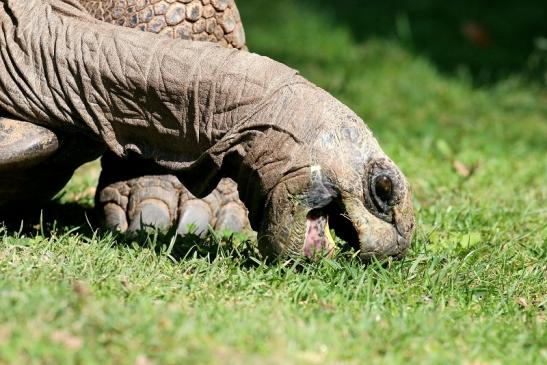 Seychellen-Riesenschildkröte Zoo Vivarium Darmstadt 2019