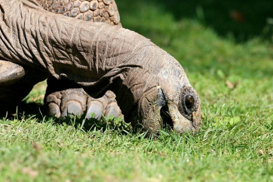 Seychellen Riesenschildkröte Zoo Vivarium Darmstadt 2019