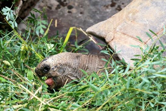 Seychellen Riesenschildkröte Zoo Vivarium Darmstadt 2020