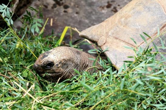 Seychellen Riesenschildkröte Zoo Vivarium Darmstadt 2020