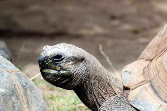 Seychellen Riesenschildkröte Zoo Vivarium Darmstadt 2020