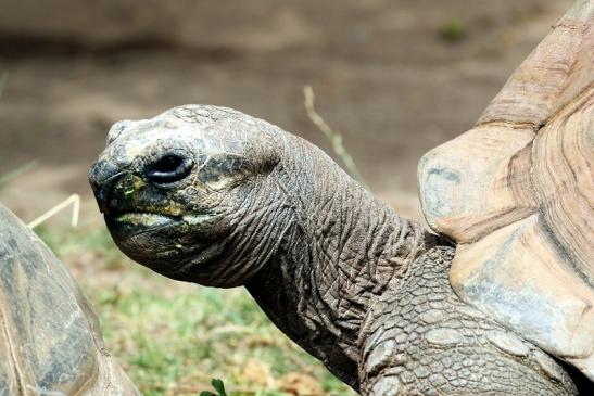 Seychellen Riesenschildkröte Zoo Vivarium Darmstadt 2020