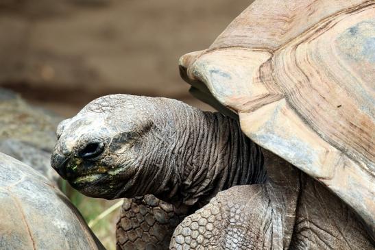 Seychellen Riesenschildkröte Zoo Vivarium Darmstadt 2020