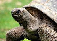  Seychellen Riesenschildkröte