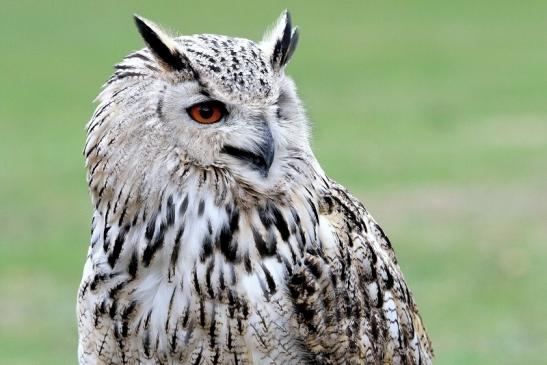 Sibirischer Uhu - Falknerei - Wildpark Alte Fasanerie Klein Auheim 2015