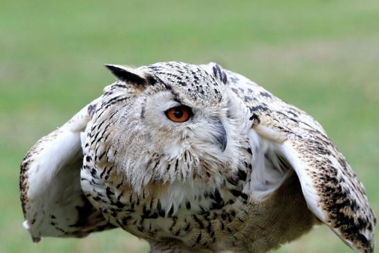 Sibirischer Uhu - Falknerei - Wildpark Alte Fasanerie Klein Auheim 2015