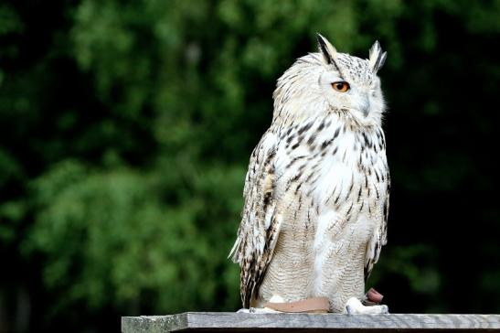 Sibirischer Uhu - Falknerei - Wildpark Alte Fasanerie Klein Auheim 2015