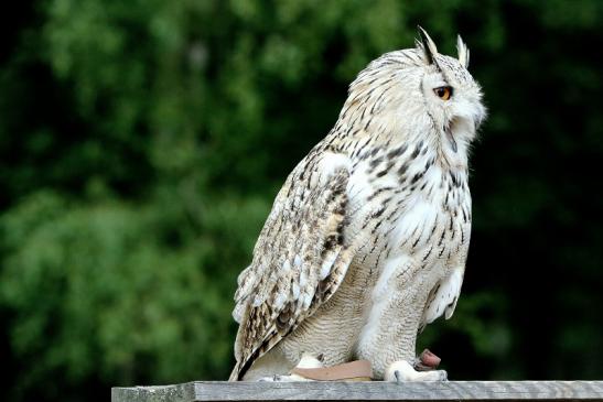 Sibirischer Uhu - Falknerei - Wildpark Alte Fasanerie Klein Auheim 2015