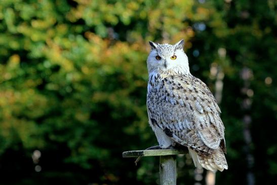 Sibirischer Uhu - Falknerei - Wildpark Alte Fasanerie Klein Auheim 2017