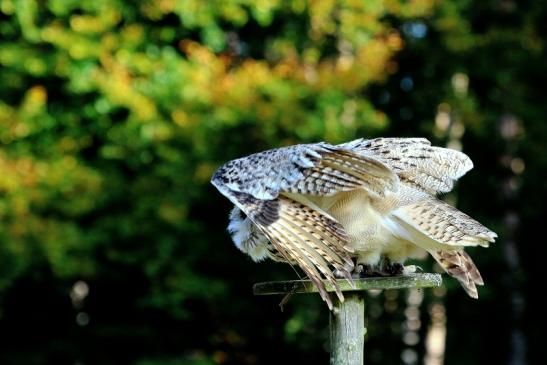 Sibirischer Uhu - Falknerei - Wildpark Alte Fasanerie Klein Auheim 2017