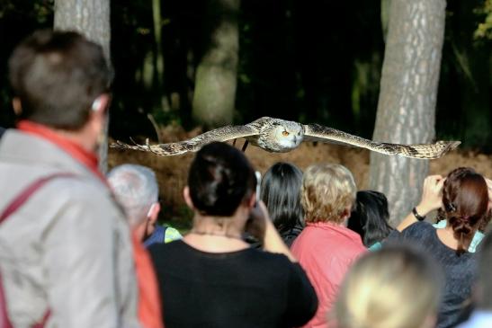 Sibirischer Uhu - Falknerei - Wildpark Alte Fasanerie Klein Auheim 2017