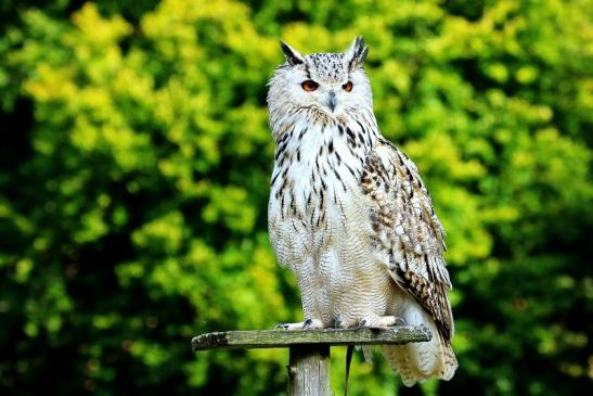 Sibirischer Uhu - Falknerei - Wildpark Alte Fasanerie Klein Auheim 2017