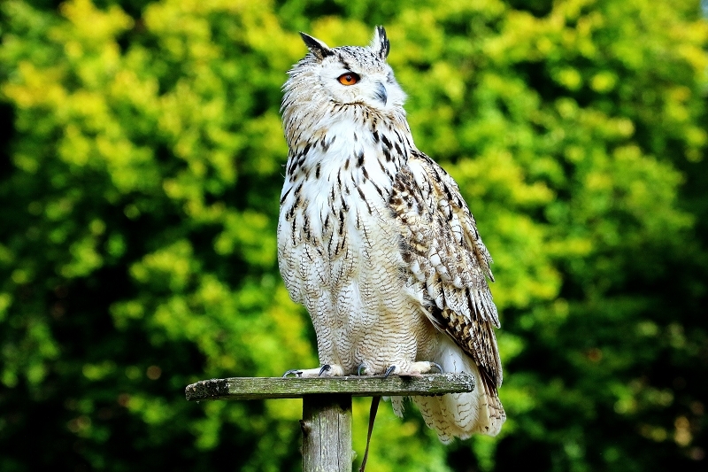 Sibirischer Uhu - Falknerei - Wildpark Alte Fasanerie Klein Auheim 2017