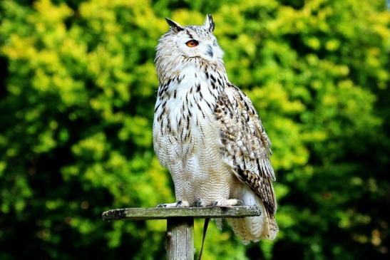 Sibirischer Uhu - Falknerei - Wildpark Alte Fasanerie Klein Auheim 2017