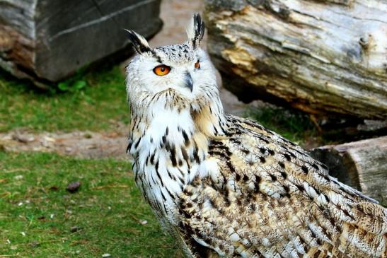 Sibirischer Uhu - Falknerei - Wildpark Alte Fasanerie Klein Auheim 2017