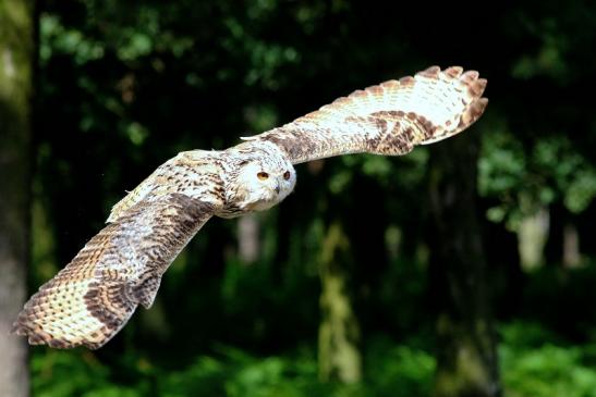 Sibirischer Uhu - Falknerei - Wildpark Alte Fasanerie Klein Auheim 2018