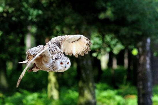 Sibirischer Uhu - Falknerei - Wildpark Alte Fasanerie Klein Auheim 2018