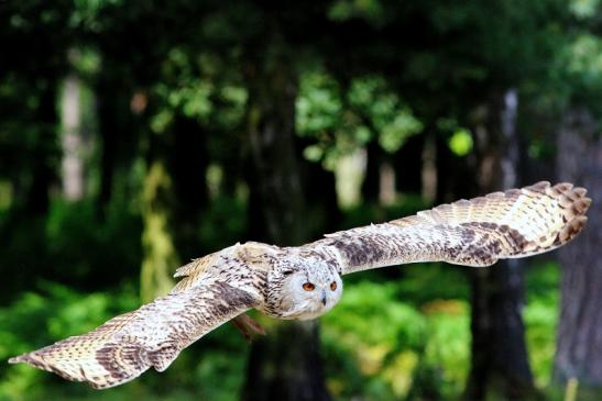 Sibirischer Uhu - Falknerei - Wildpark Alte Fasanerie Klein Auheim 2018