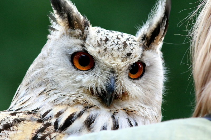 Sibirischer Uhu - Falknerei - Wildpark Alte Fasanerie Klein Auheim 2018