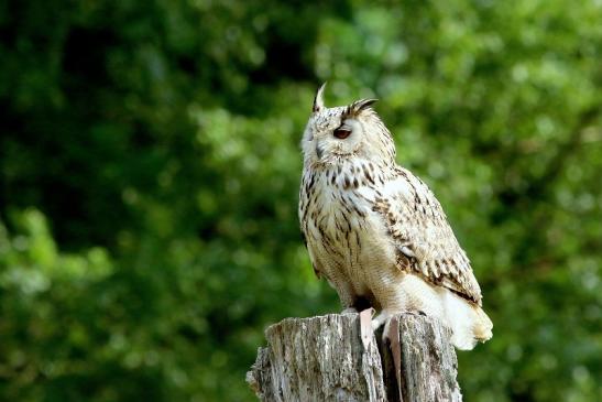 Sibirischer Uhu - Falknerei - Wildpark Alte Fasanerie Klein Auheim 2018