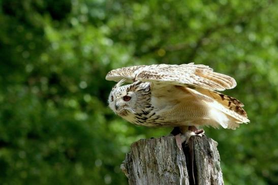 Sibirischer Uhu - Falknerei - Wildpark Alte Fasanerie Klein Auheim 2018