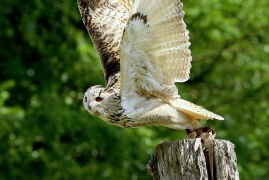 Sibirischer Uhu - Falknerei - Wildpark Alte Fasanerie Klein Auheim 2018