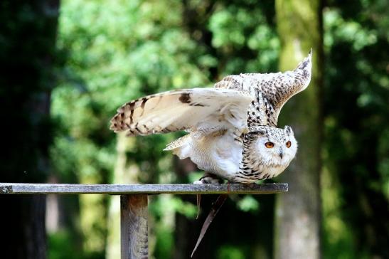 Sibirischer Uhu - Falknerei - Wildpark Alte Fasanerie Klein Auheim 2018