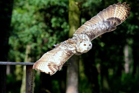 Sibirischer Uhu - Falknerei - Wildpark Alte Fasanerie Klein Auheim 2018