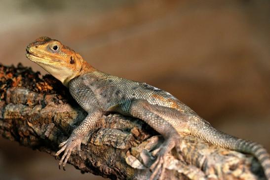 Siedleragame Zoo Vivarium Darmstadt 2014