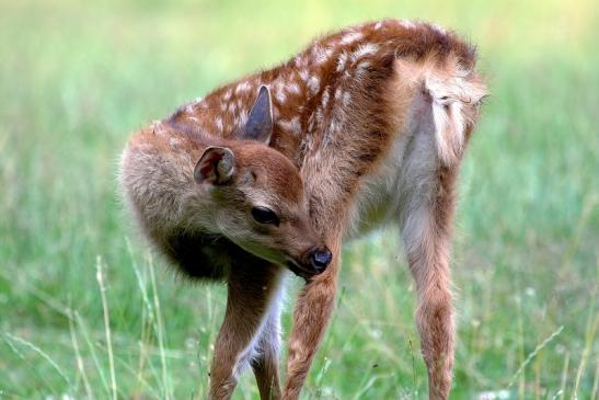 Sikahirsch Kitz Wildpark Alte Fasanerie Klein Auheim 2017