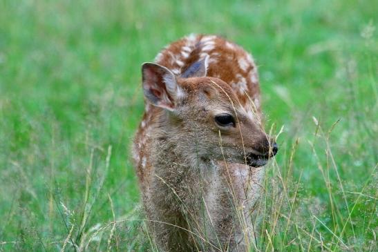 Sikahirsch Kitz Wildpark Alte Fasanerie Klein Auheim 2017