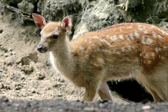 Sikahirsch Kitz Wildpark Alte Fasanerie Klein Auheim 2017