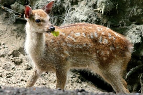 Sikahirsch Kitz Wildpark Alte Fasanerie Klein Auheim 2017