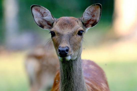 Sikahirschkuh Wildpark Alte Fasanerie Klein Auheim 2017