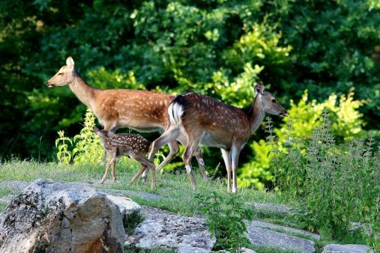 Sikahirschkuh mit Kitz Wildpark Alte Fasanerie Klein Auheim 2017