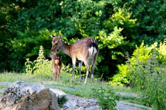 Sikahirschkuh mit Kitz Wildpark Alte Fasanerie Klein Auheim 2017