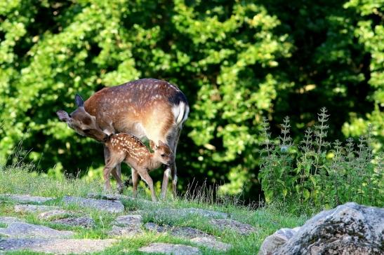 Sikahirschkuh mit Kitz Wildpark Alte Fasanerie Klein Auheim 2017