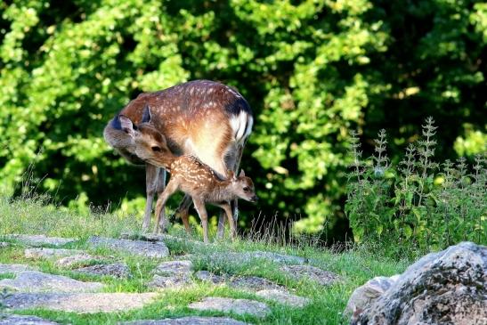 Sikahirschkuh mit Kitz Wildpark Alte Fasanerie Klein Auheim 2017