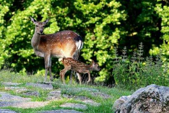 Sikahirschkuh mit Kitz Wildpark Alte Fasanerie Klein Auheim 2017