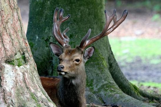 Sikahirsch Wildpark Alte Fasanerie Klein Auheim 2017