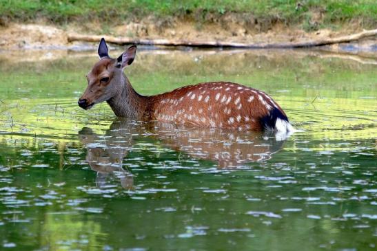 Sikahirschkuh Wildpark Alte Fasanerie Klein Auheim 2017