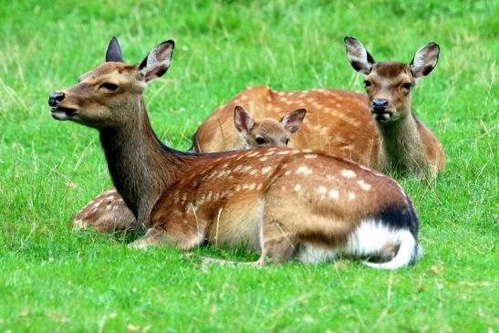 Sikahirschkuh Wildpark Alte Fasanerie Klein Auheim 2017