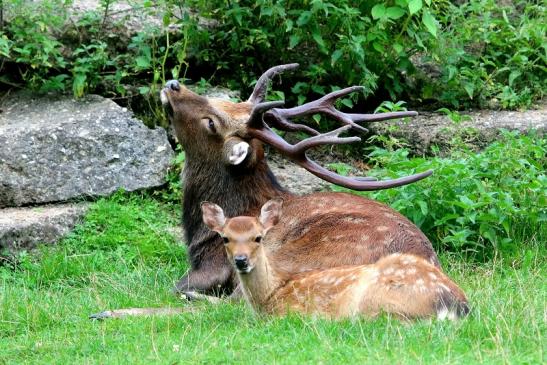 Sikahirsch Wildpark Alte Fasanerie Klein Auheim 2017