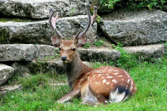 Sikahirsch Wildpark Alte Fasanerie Klein Auheim 2017