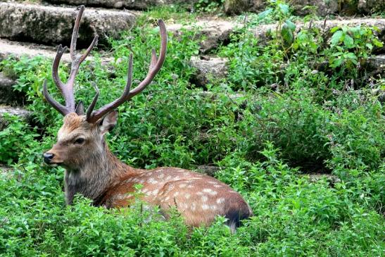 Sikahirsch Wildpark Alte Fasanerie Klein Auheim 2017