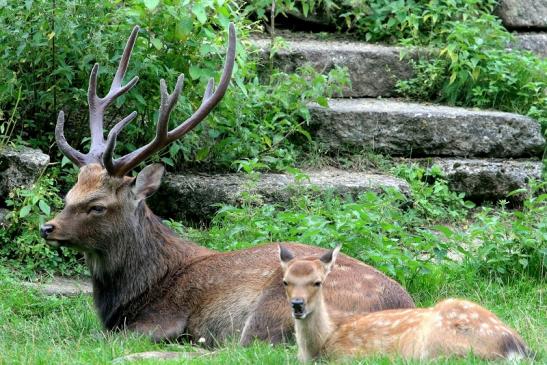 Sikahirsch Wildpark Alte Fasanerie Klein Auheim 2017