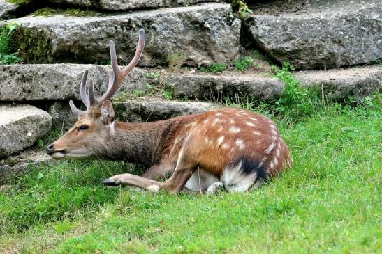 Sikahirsch Wildpark Alte Fasanerie Klein Auheim 2017