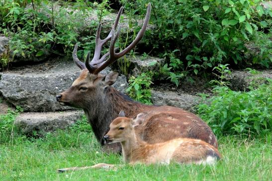 Sikahirsch Wildpark Alte Fasanerie Klein Auheim 2017